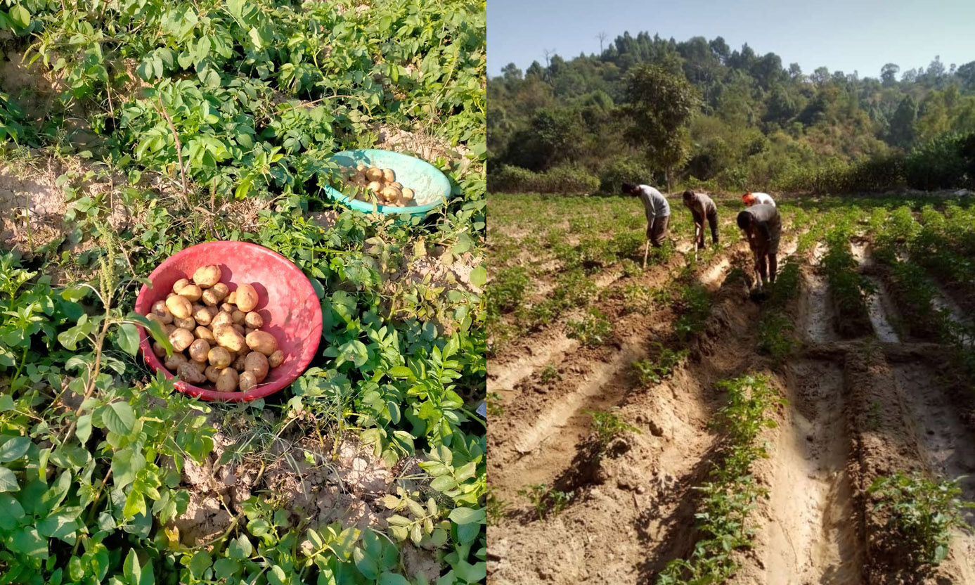 Farmers can get potato crop insurance done till 31st August - Dr. Kulbhushan Dhiman